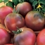 Picture of tomato Black Russian