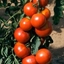 Picture of tomato Fandango