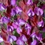 Picture of Lathyrus odoratus Cupani