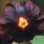 Picture of Alcea rosea Nigra