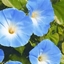 Picture of Ipomoea tricolor Heavenly Blue