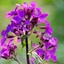 Picture of Lunaria annua