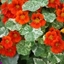 Picture of Tropaeolum majus Alaska Series
