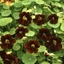 Picture of Tropaeolum majus Black Velvet (Tom Thumb Series)