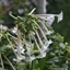 Picture of Nicotiana sylvestris