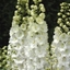 Picture of Delphinium Centurion White (Centurion series)