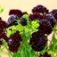 Picture of Scabiosa atropurpurea Black Knight