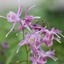 Picture of Epimedium grandiflorum Lilafee