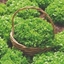Picture of lettuce Salad Bowl