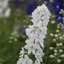 Picture of Delphinium Galahad (Pacific Hybrid Series)