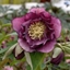 Picture of Helleborus × hybridus Double Ellen Red