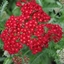 Picture of Achillea millefolium Red Velvet
