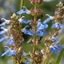 Picture of Salvia uliginosa African Skies
