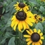 Picture of Rudbeckia fulgida Early Bird Gold