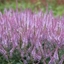 Picture of Veronicastrum Adoration