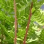 Picture of Athyrium filix-femina subsp. angustum f. rubellum Lady in Red