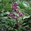 Picture of Primula japonica Miller's Crimson