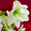 Picture of Hippeastrum (Galaxy Group) Christmas Gift