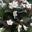 Picture of Weigela Ebony and Ivory ('Velda') (PBR)