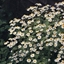 Picture of Tanacetum parthenium