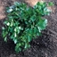 Picture of Petroselinum crispum var. neapolitanum