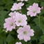 Picture of Geranium Dreamland ('Bremdream') (PBR)