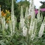 Picture of Veronica longifolia Charlotte (PBR)