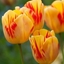 Picture of Tulipa Olympic Flame