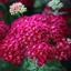 Picture of Achillea millefolium Pomegranate (Tutti Frutti Series)