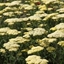 Picture of Achillea Credo