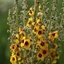 Picture of Verbascum (Cotswold Group) Cotswold Queen