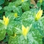Picture of Trillium luteum