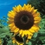 Picture of Helianthus Tall Single