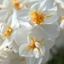Picture of Narcissus Sir Winston Churchill