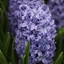 Picture of Hyacinthus orientalis Sky Jacket