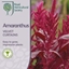 Picture of Amaranthus cruentus Velvet Curtains