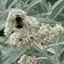 Picture of Buddleja Morning Mist (PBR)