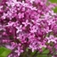 Picture of Syringa Bloomerang Dark Purple ('Smsjbp7') (PBR)