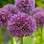 Picture of Allium Beau Regard