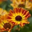 Picture of Helenium autumnale Fuego (PBR) (Mariachi Series)
