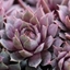 Picture of Sempervivum (Chick Charms®) Plum Parfait