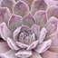 Picture of Sempervivum (Chick Charms®) Silver Suede
