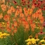 Picture of Kniphofia Ember Glow ('Tneg') (PBR) (Glow Series)