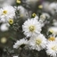 Picture of Symphyotrichum novi-belgii White Ladies