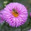 Picture of Symphyotrichum novi-belgii Patricia Ballard