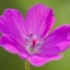 Picture of Geranium sanguineum