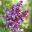Picture of Syringa vulgaris Charles Joly
