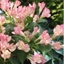 Picture of Weigela All Summer Peach ('Slingpink')