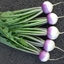 Picture of turnip Sweet Bell