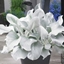 Picture of Senecio candidans Angel Wings ('Senaw') (PBR)